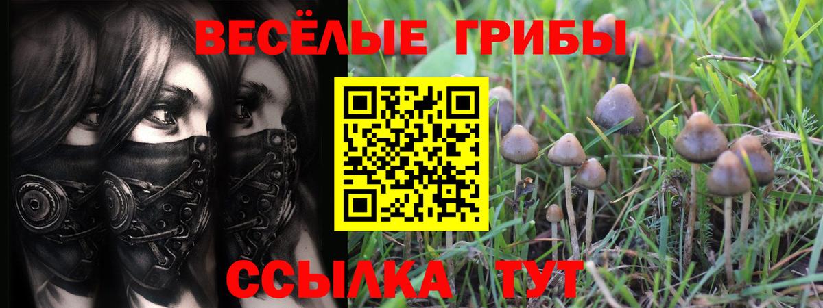Галлюциногенные грибы Psilocybe Лабытнанги
